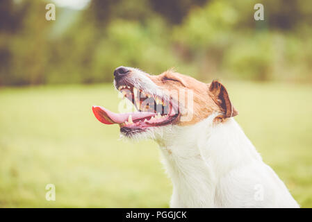 Happy Jack Russell Terrier Hund mit offenen Mund lechzen nach aktiven Spiel Stockfoto