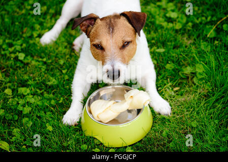 Hund liegend auf Gras wachen rawhide Knochen in doggy Schüssel Stockfoto