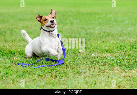 Eine pet-Konzept mit glücklich und aufgeregt, Hund mit Leine auf dem Boden erlassen Stockfoto