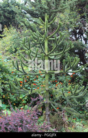 Monkey Puzzle Tree im Golden Gate Park in San Francisco, CA, USA Stockfoto