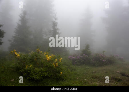 Pinien, Berg Rosen (Rhododendron luteum und Ponticum) und Rasenfläche im Nebel. Das Bild wird in der Berg rief Sis von Trabzon Stadt erfasst Stockfoto