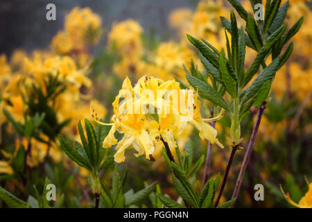 Sicht auf die Berge Rosen im Nebel (Rhododendron luteum) wird das Bild in die Berg namens Sis von Trabzon Stadt im Schwarzen Meer Region der Tu entfernt erfasst Stockfoto