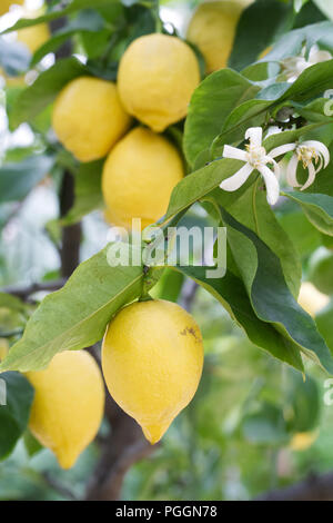 Citrus × Limon 'Vier Jahreszeiten'. Zitrone Fruchtkörper innen bei RHS Wisley Gardens. Stockfoto