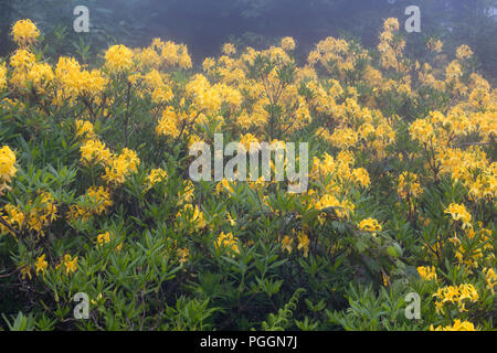 Sicht auf die Berge Rosen im Nebel (Rhododendron luteum) wird das Bild in die Berg namens Sis von Trabzon Stadt im Schwarzen Meer Region der Tu entfernt erfasst Stockfoto
