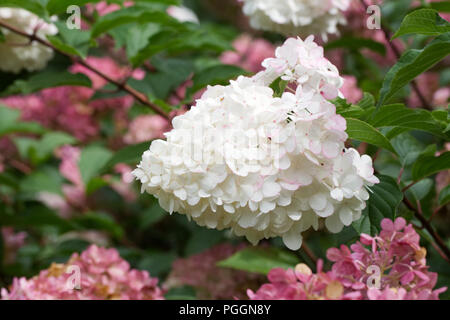 Hydrangea 'Vanille Fraise' Blumen. Stockfoto