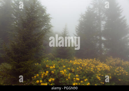Blick auf Pinien, Berg Rosen im Nebel (Rhododendron luteum) wird das Bild in die Berg namens Sis von Trabzon Stadt im Schwarzen Meer erfasst Stockfoto