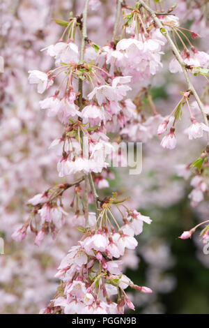 Prunus pendula 'Pendula Rosea' Blüte. Sinkende Rosebud Kirsche. Stockfoto