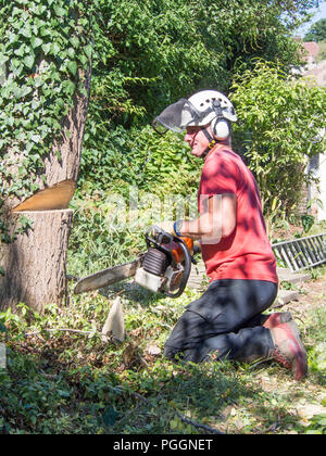 Baum Chirurg macht den ersten abschneiden, wenn Sie einen kleinen Baum. Stockfoto