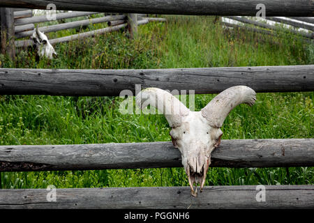 WY 03269-00 ... WYOMING - Berg Schafe, Big Horn Schafe (Ovis canadensis) und Buffalo Schädel auf einem Zaun an der Buffalo Ranch in Yellowstone National Par Stockfoto