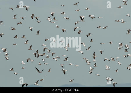Brown-headed Gull (Chroicocephalus brunnicephalus) - Gruppe - Thailand Mouette du Tibet Stockfoto