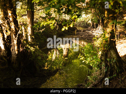 Blick auf Bach im Wald bei Sonnenuntergang Stockfoto