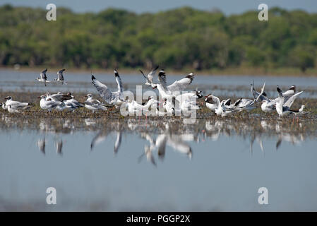Brown-headed Gull (Chroicocephalus brunnicephalus), Thailand Mouette du Tibet Stockfoto