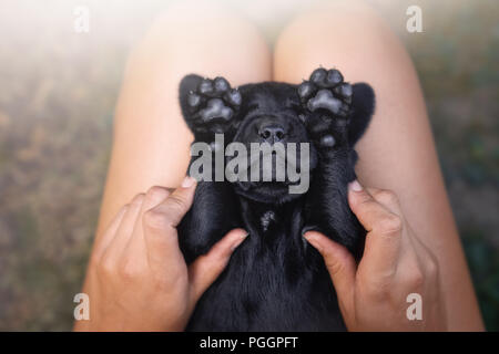 Lustig junge niedlichen schwarzen Labrador Retriever Hunde Welpen Haustier mit seinen Pfoten vor Gesicht Stockfoto