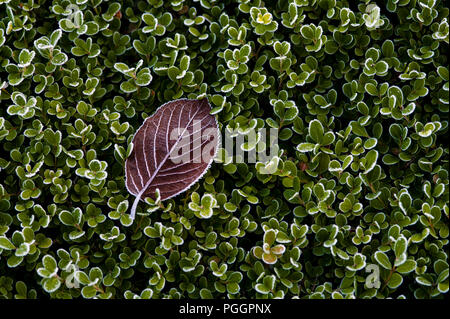 Winter scene Birke Blatt mit blattadern bedeckt mit Eiskristallen liegen auf Hedge Stockfoto