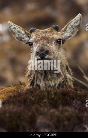 Rotwild, Applecross Halbinsel, Schottland Stockfoto