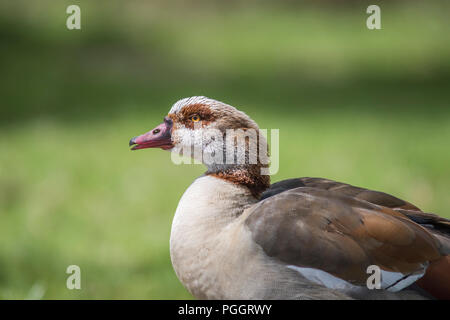 Nach links weist, Portrait von Nilgans Alopochen aegyptiaca, Stockfoto