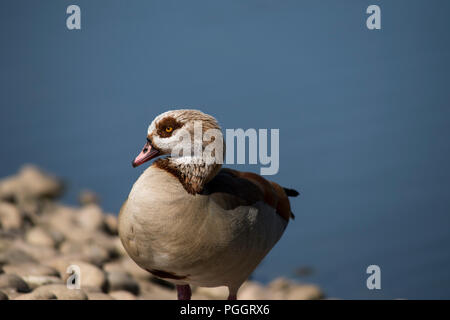 Nach links weist, Portrait von Nilgans Alopochen aegyptiaca, Stockfoto
