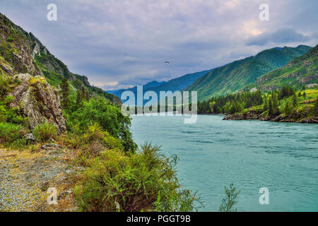 Malerische Sommer Landschaft auf dem felsigen Ufer des schnellen sibirischen Fluss Katun, dichter Wald bedeckte Berge zu beiden Ufern, vogel Fliegen über Wasser, Altai m Stockfoto