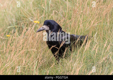 Nach saatkrähe Corvus frugilegus stehen in kurzen Vegetation im Feld, Cromer, Norfolk, Großbritannien Stockfoto