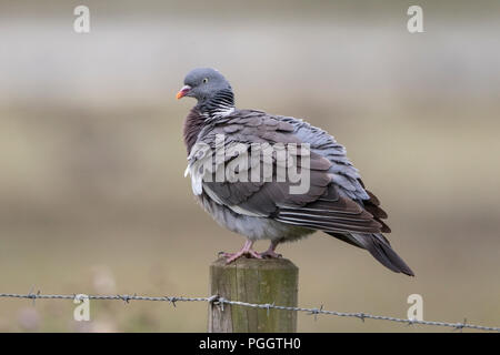 Gemeinsame Ringeltaube Columba palumbus Putzen während auf Zaunpfosten gehockt, Norfolk, Großbritannien Stockfoto
