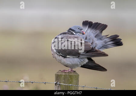 Gemeinsame Ringeltaube Columba palumbus Putzen während auf Zaunpfosten gehockt, Norfolk, Großbritannien Stockfoto