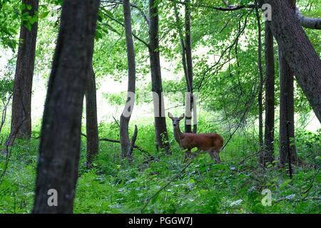 Ein whitetail doe steht Warnung in der Wiese an Yates Mühle County Park in Raleigh North Carolina Stockfoto