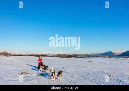 Husky Hunde ziehen Schlitten mit Familie an sonnigen Wintertag im nördlichen Norwegen Stockfoto