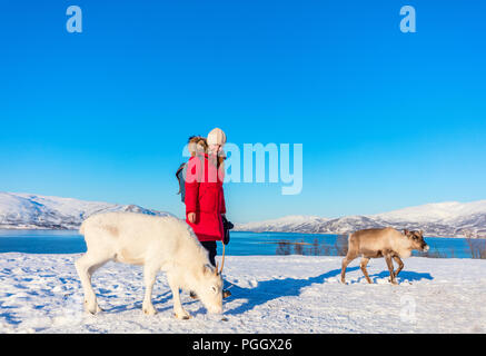 Junge Frau im Freien mit Rentiere auf sonnigen Wintertag im nördlichen Norwegen Stockfoto