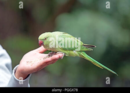 Ring-necked Parakeet - Psittacula krameria Wild Bird Seed Bank essen von mans hand, Central London, England Großbritannien UK Stockfoto