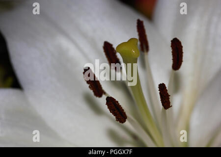 Stigmatisierung und Staubgefäßen eines weißen Ostern Lilie Blume (Lilium longiflorum) Stockfoto