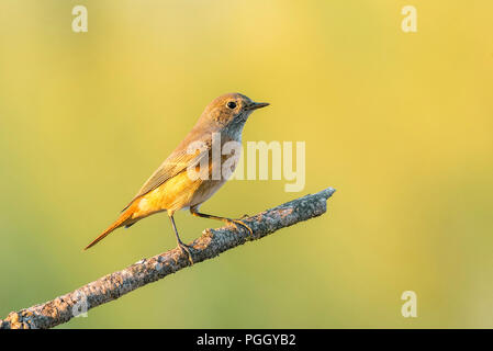 Common redstart Phoenicurus phoenicurus, Stockfoto