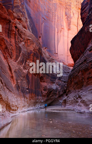 Wanderer auf Paria Canyon Narrows, Paria Canyon-Vermilion Cliffs Wilderness, Utah Stockfoto