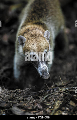 Weiße Nase Nasenbär (Nasua narica) im Regenwald bei Tikal, Guatemala Stockfoto