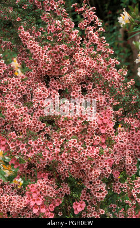 LEPTOSPERMUM SCOPARIUM „RUBY WEDDING“ STRÄUCHER (AUCH BEKANNT ALS JELLY BUSH, MANUKA MYRTE, GINSTER TEEBAUM) Stockfoto