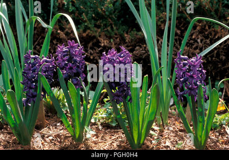 EINE REIHE PURPURER HYAZINTHEN, DIE IM GARTENBEET MIT STROHMULCH WACHSEN. Stockfoto