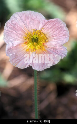 PINK ISLAND Mohn (Papaver nudicaule) Stockfoto