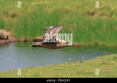 Great Skua im Flug über St Kilda Äußere Hebriden Stockfoto