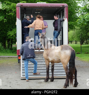 Pferd an das May Fair, Ballyclare, County Antrim, Nordirland. Stockfoto