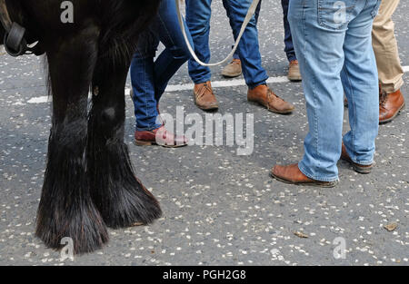 Pferd Händler in Ballyclare May Fair, County Antrim. Stockfoto