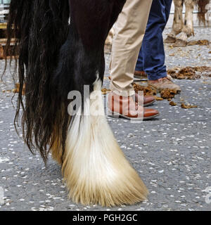 Pferd Händler in Ballyclare May Fair, County Antrim. Stockfoto