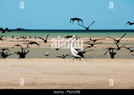 Pied Kormorane & Pelikan - Monkey Mia - Western Australia Stockfoto