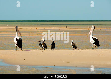 Pied Kormorane und Pelikane - Monkey Mia - Western Australia Stockfoto