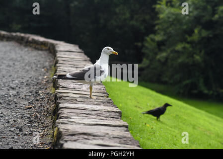 Möwe und eine Krähe auf dem Boden des Loch Lomond und Trassochs National Park gehockt Stockfoto