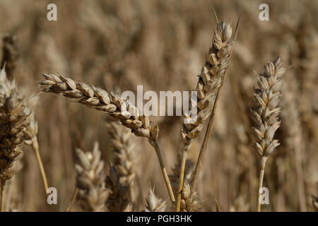 Reifen Mais in Feld bereit zu ernten. Stockfoto