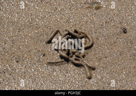 In der wey Sand von wattwurm Werfen. Stockfoto