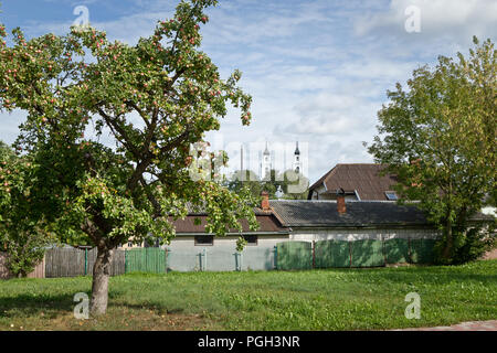 Apple Tree in der Straße von Ludza, Lettland Stockfoto