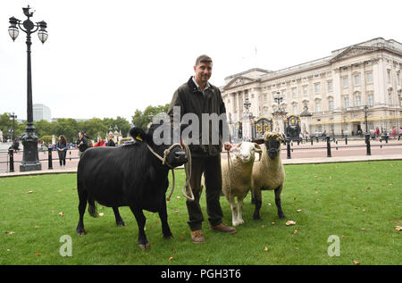 Eine Kuh und eine Herde von seltener Rassen Schafe grasen im Green Park im Zentrum von London, als Teil einer Erhaltung Versuch zu helfen die Tierwelt im Royal Park gedeihen. Stockfoto