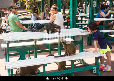 Südamerikanische Nasenbären (Nasua nasua) auf der Suche nach Nahrung unter den Touristen Stockfoto