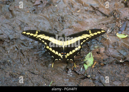 König Schwalbenschwanz Schmetterling (Papilio Thoas), Iguazu National Park, Misiones, Argentinien, Südamerika Stockfoto