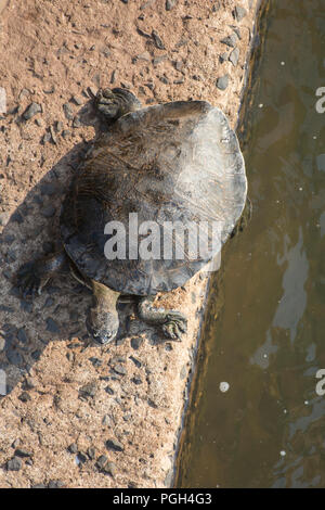 William's South American side-necked Turtle (Phrynops williamsi) in Iguazu National Park, Misiones, Argentinien, Südamerika Stockfoto